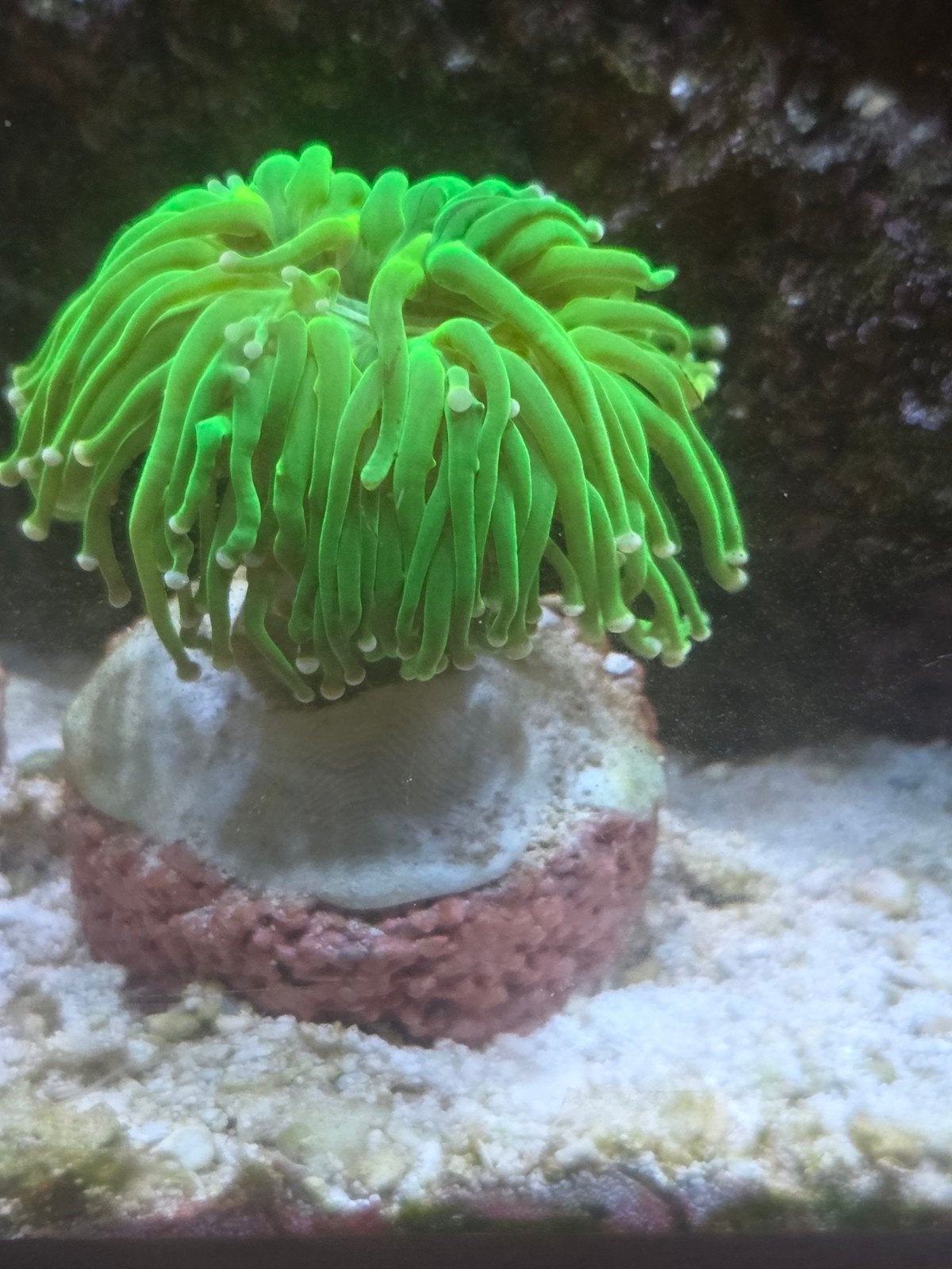koraaltjes te koop., Dieren en Toebehoren, Vis, Zoutwatervis
