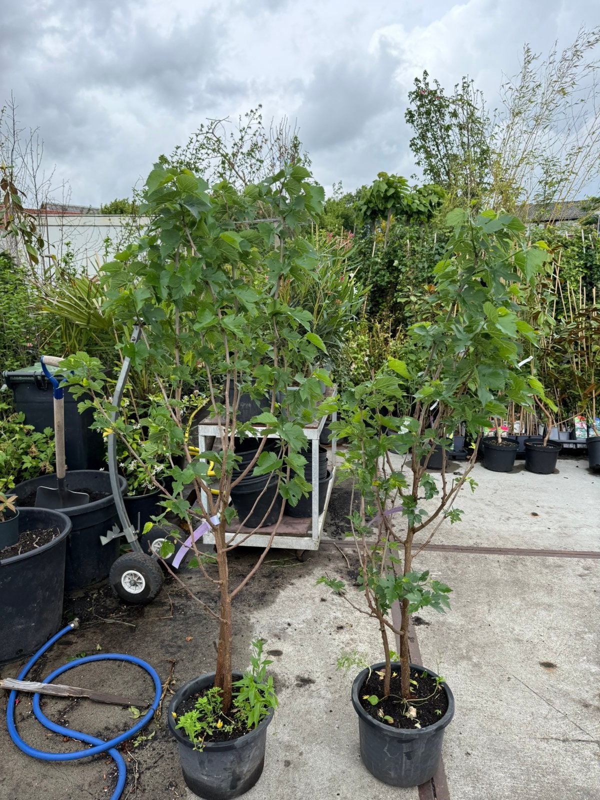 Zwarte moerbei of morus nigra struik 150/175 potgekweekt, Ophalen, Volle zon, Vaste plant, Zomer