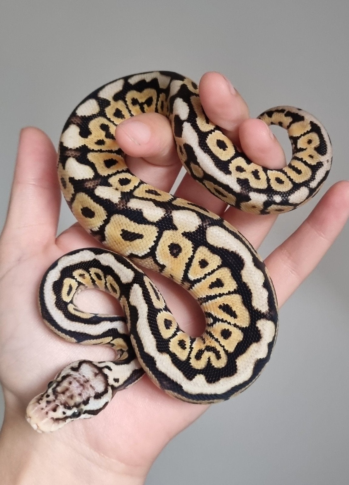 0.1 spotnose special pastel het clown koningspython, Slang, 0 tot 2 jaar