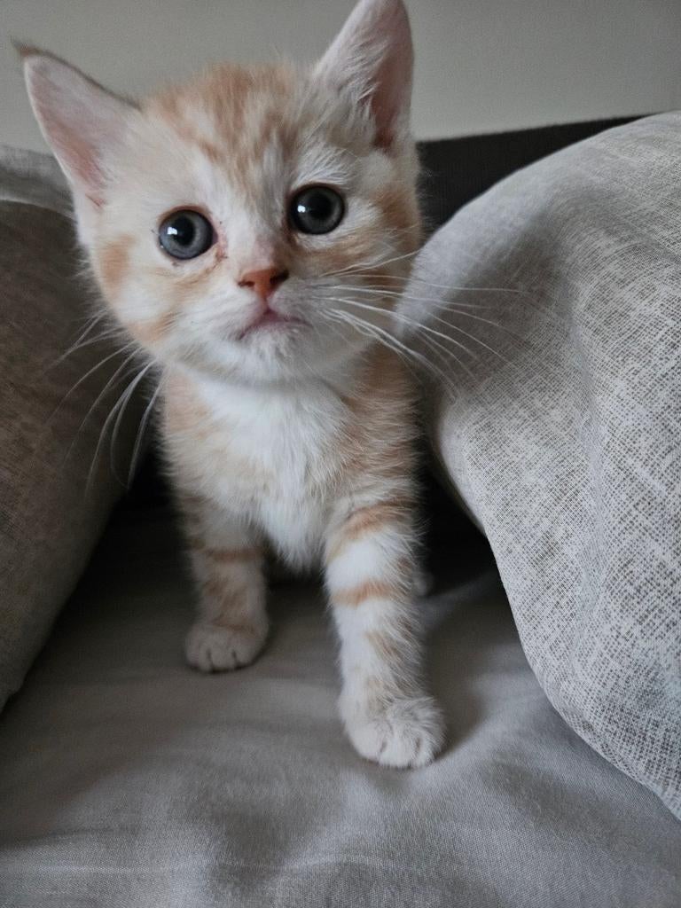 Britse kittens, Kater