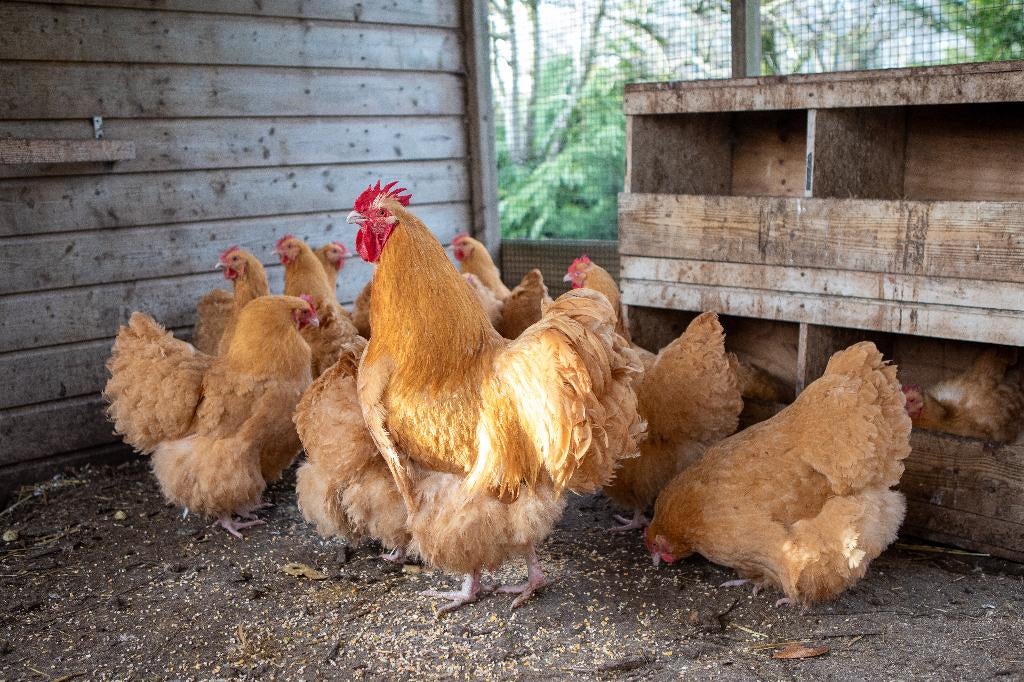 Broedeieren Orpington kippen, Dieren en Toebehoren, Pluimvee, Geslacht onbekend, Kip
