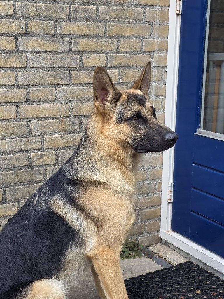 Duitse herder, Dieren en Toebehoren, 15 weken tot 1 jaar, Reu, Eén hond, Herder