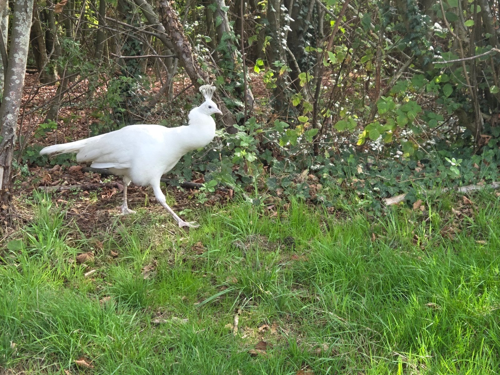 Prachtige jonge witte pauw haan, Dieren en Toebehoren, Mannelijk, Overige soorten