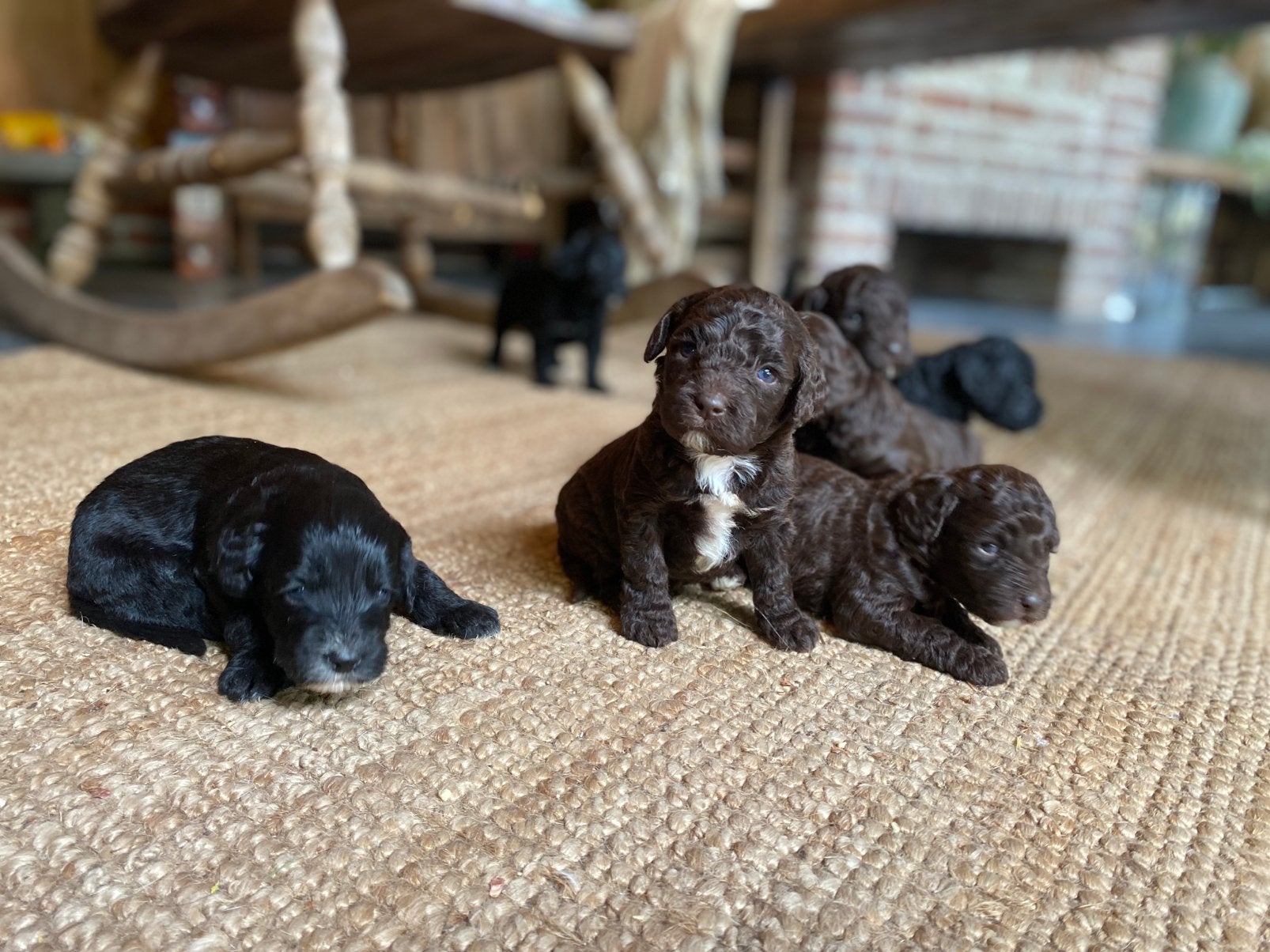 MINI (Aus) labradoodle puppy’s Choco & Zwart, Parvo, Overige rassen, 8 tot 15 weken, Meerdere