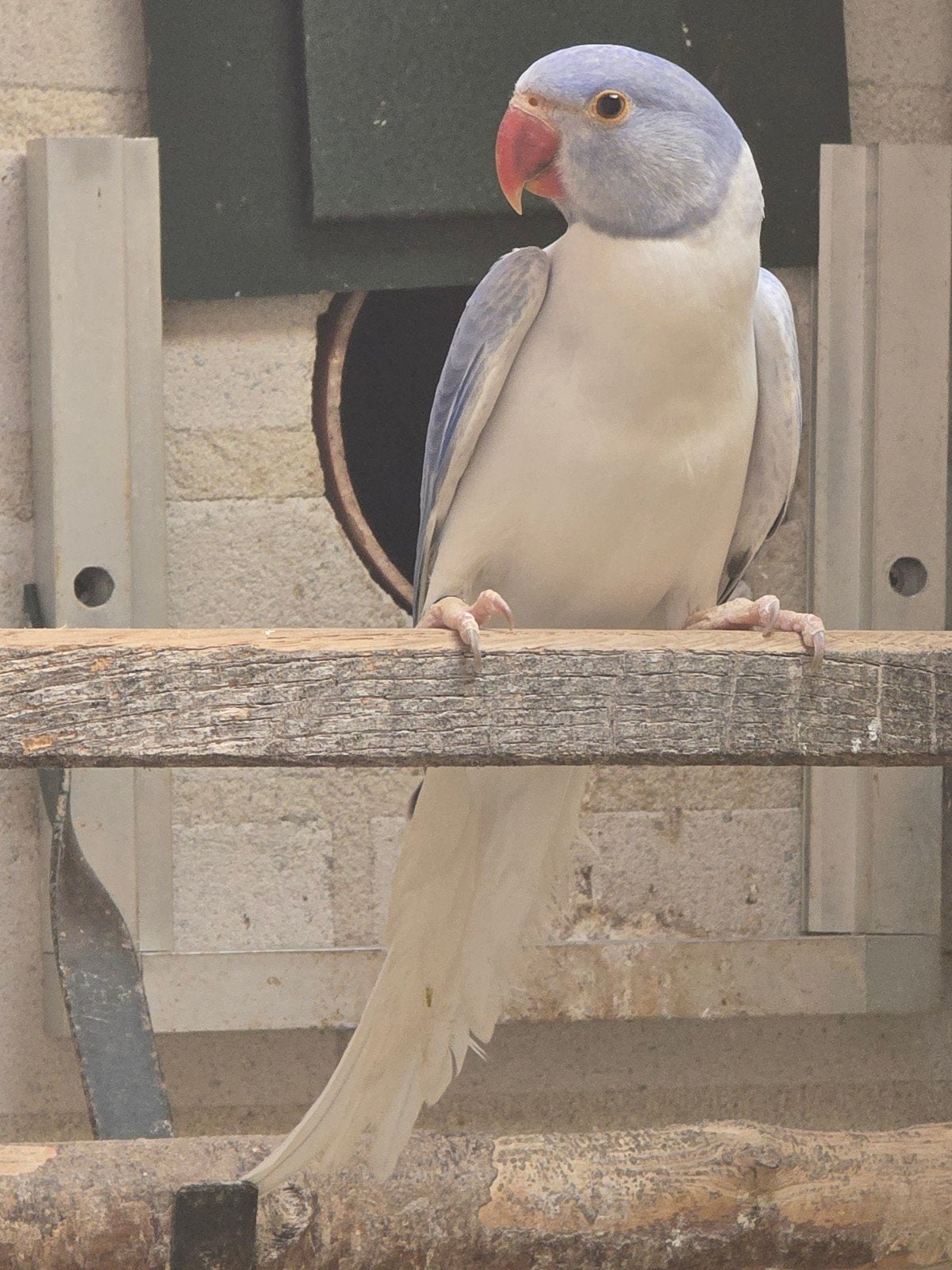 1-1 halsbandparkiet, violet opaline bleekstaart, Meerdere dieren, Parkiet