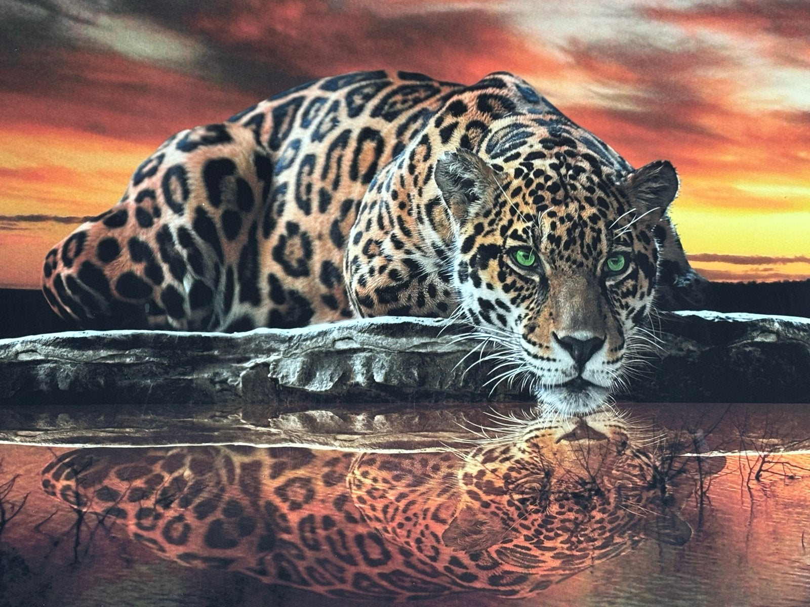 Schilderij Jaguar met spiegeling in water, Ophalen, 50 – 75, Zo goed als nieuw, Schilderij