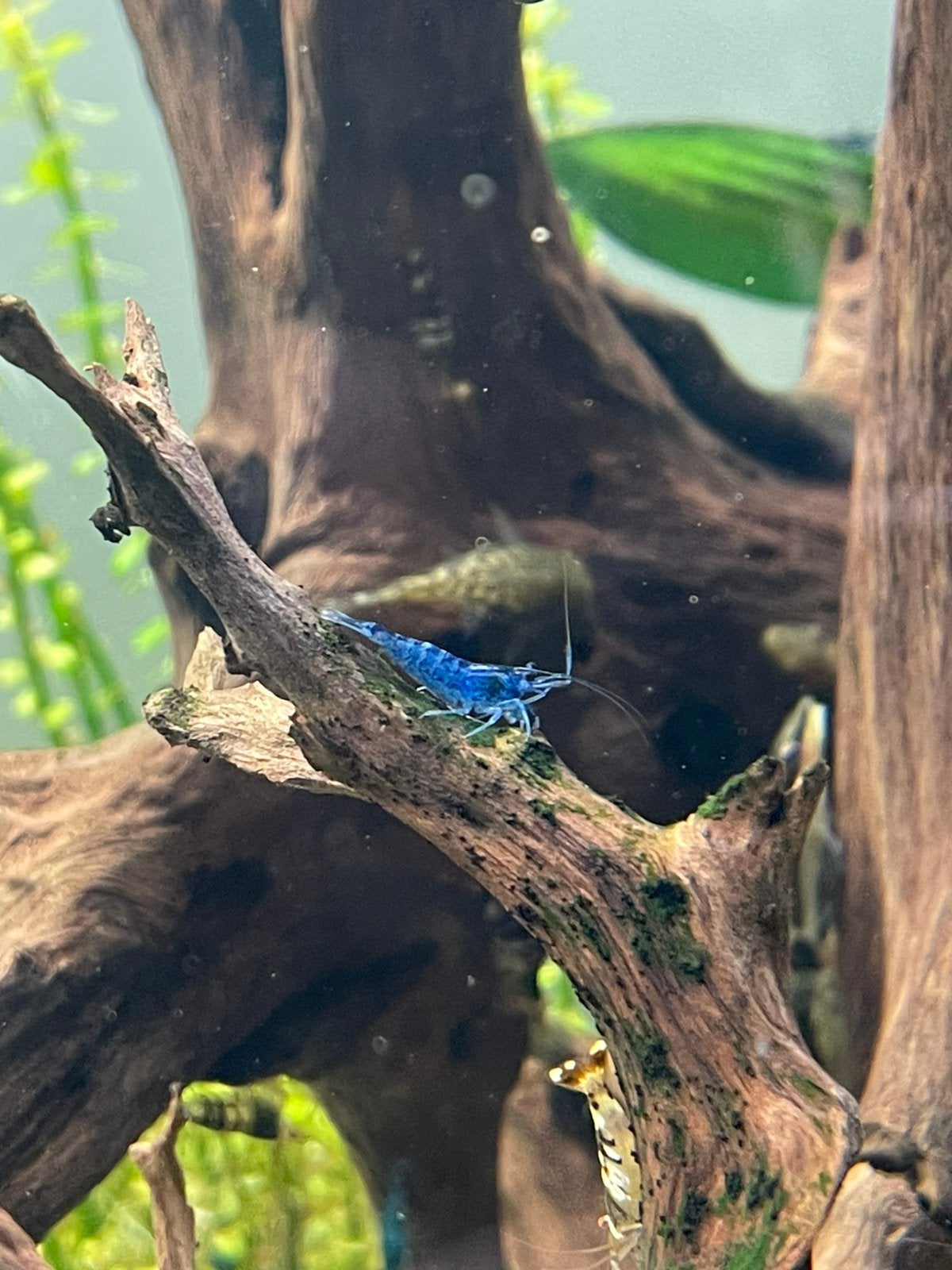 Jonge blauwe garnalen, blue dream garnalen te koop, Dieren en Toebehoren, Vissen | Aquariumvissen, Kreeft, Krab of Garnaal, Zoetwatervis