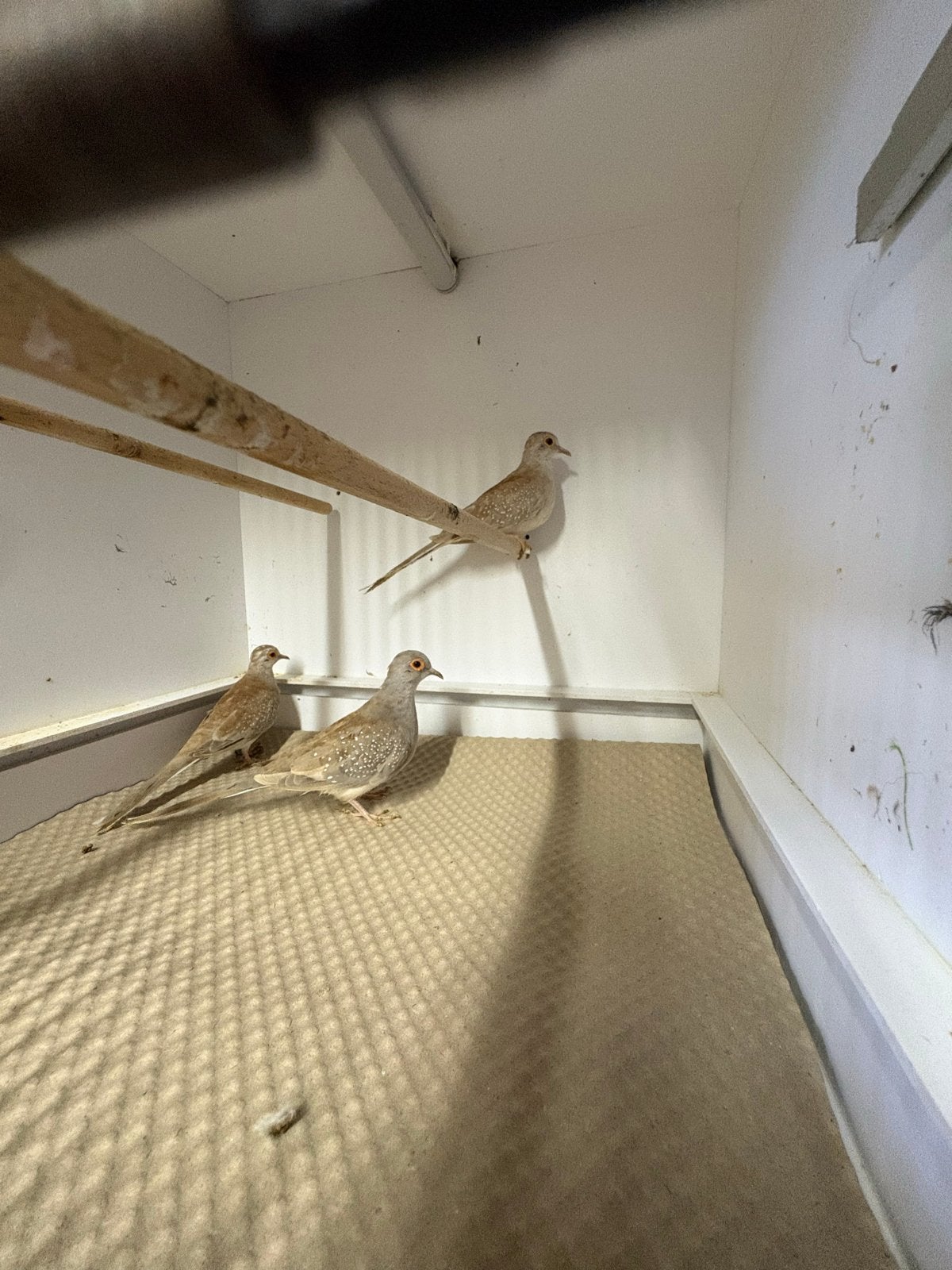 3 mooie jonge diamantduiven, Dieren en Toebehoren