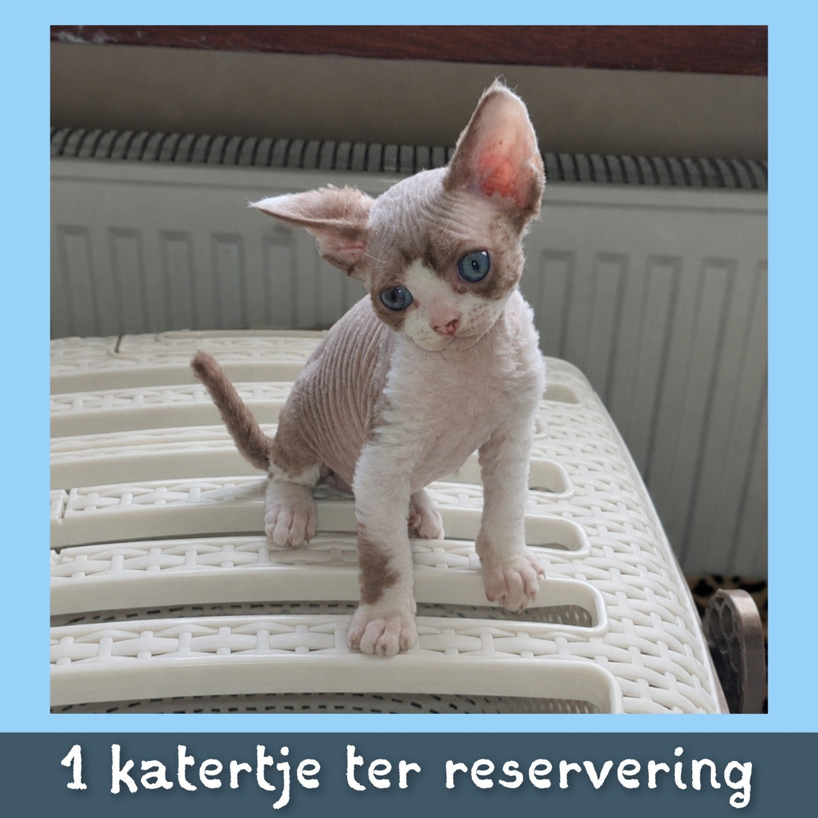 Devon Rex 1 Katertje ~ Reservering mogelijk! 🏠1 juli, Dieren en Toebehoren, Meerdere dieren, Gechipt, 0 tot 2 jaar