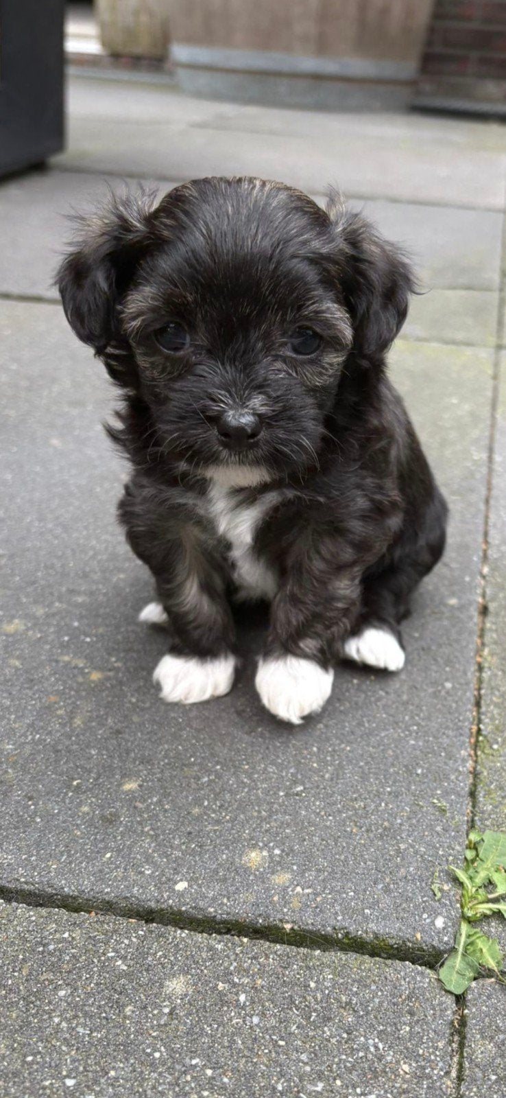 Prachtige Chihuahua x Chinese Naakthond puppy's, Dieren en Toebehoren, Honden | Chihuahua's en Gezelschapshonden, 8 tot 15 weken