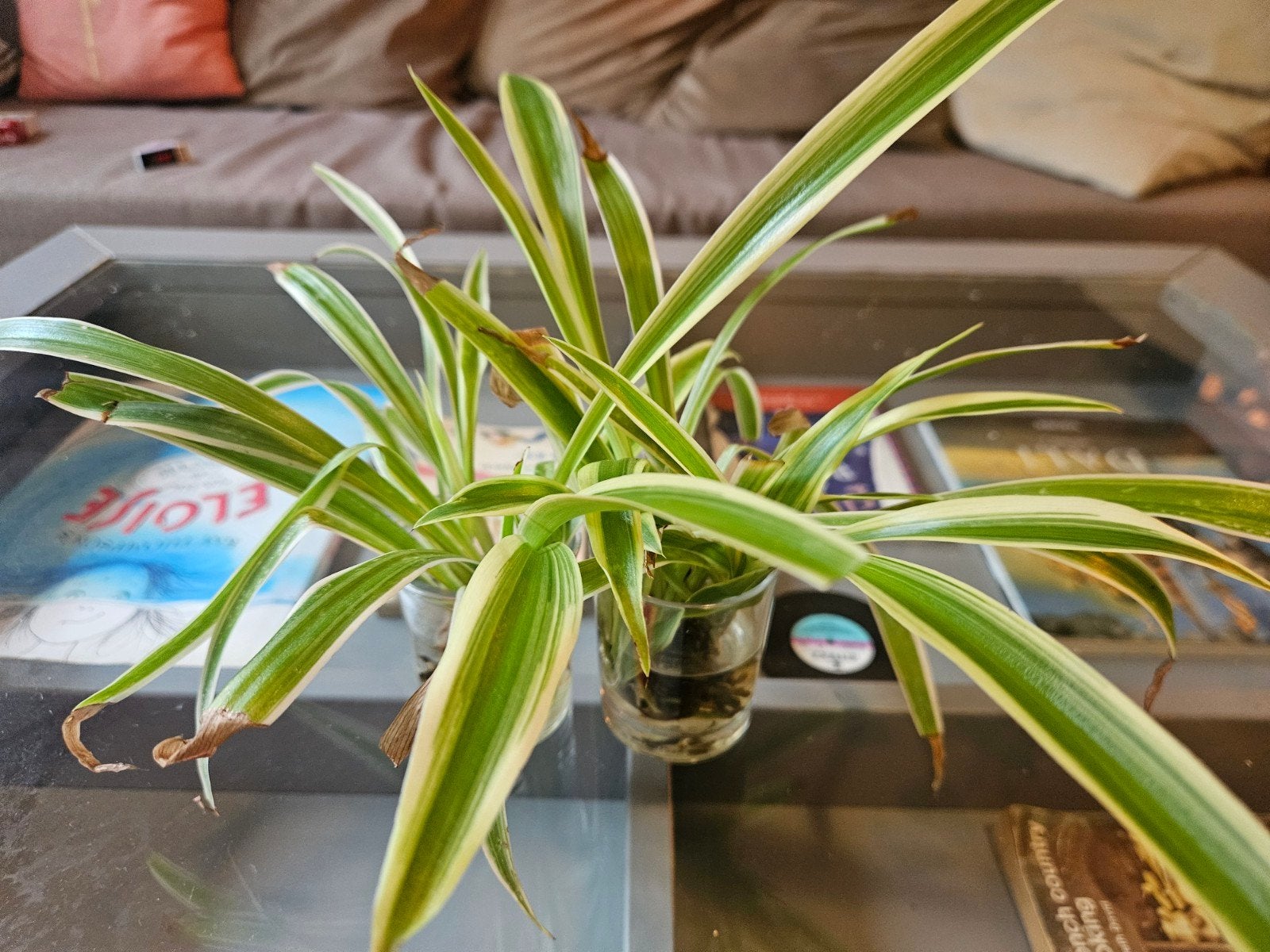 baby spider plant, Ophalen of Verzenden, Halfschaduw, Minder dan 100 cm