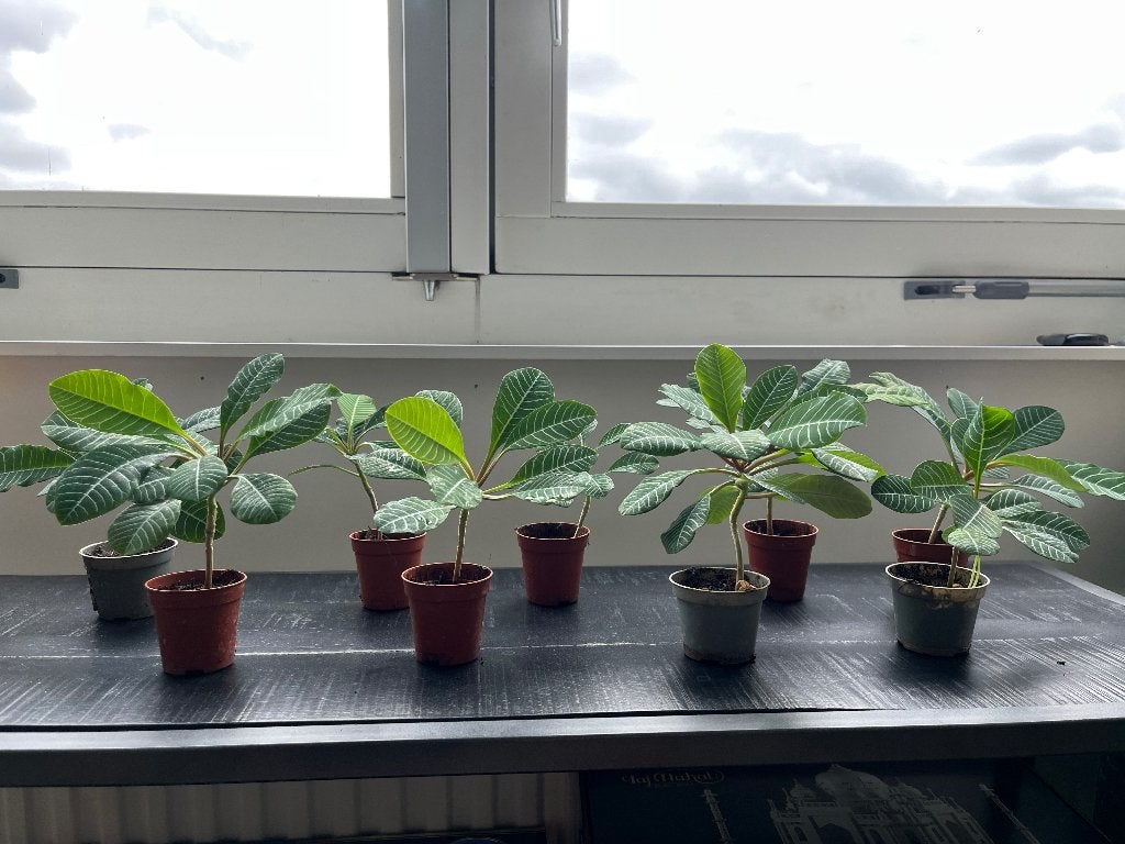 Madagascar Jewel plantjes, Ophalen, Overige soorten, Halfschaduw, Minder dan 100 cm