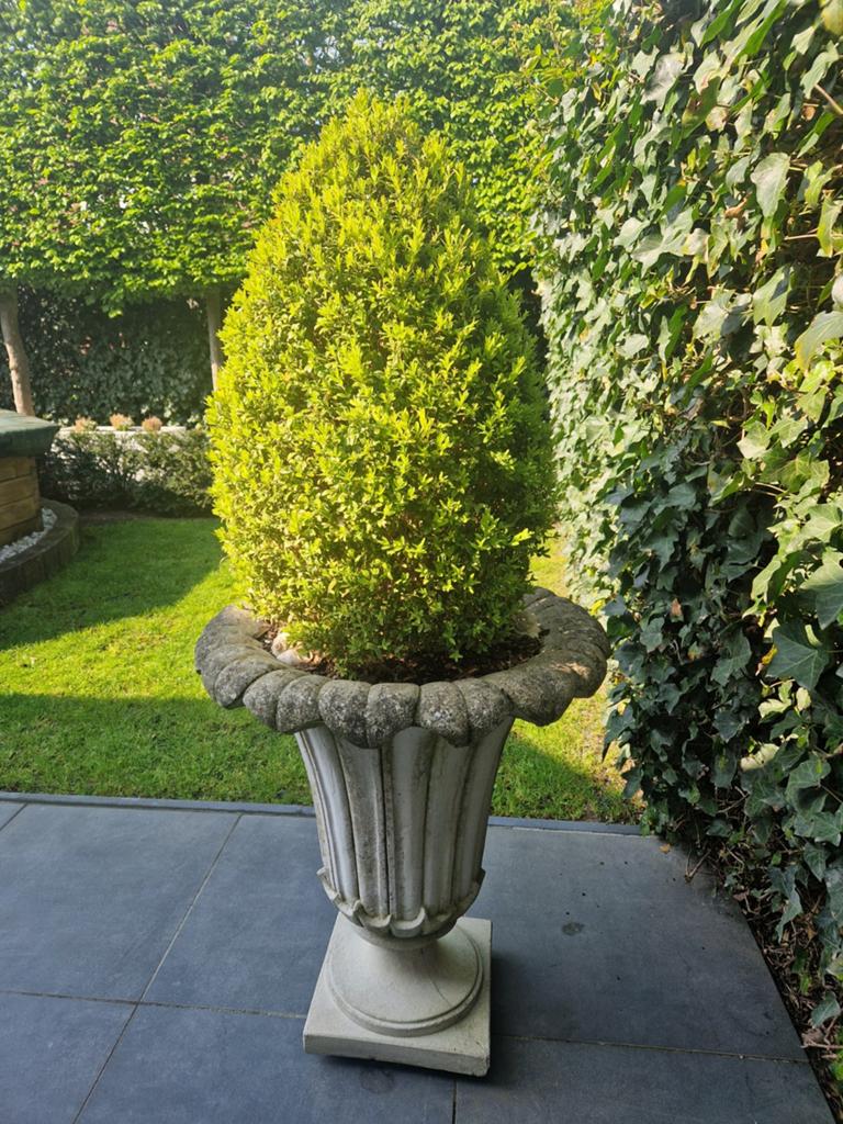 Betonnen schaal met buxusboom, Tuin en Terras, Ophalen, Gebruikt, Minder dan 60 cm, Rond