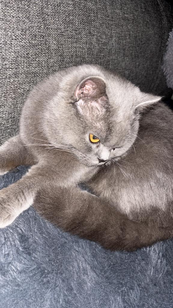 Britse korthaar Dekkater bluey, 0 tot 2 jaar