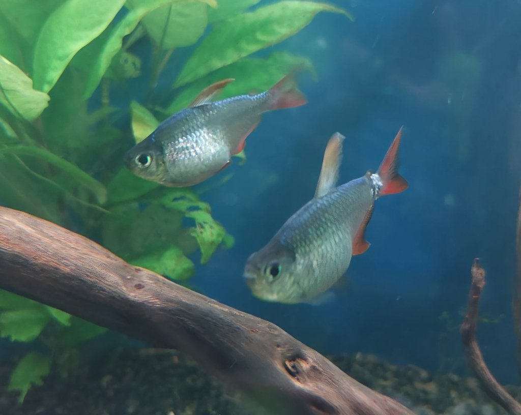 4x Roodstaart Zalm 4 cm aquarium, Dieren en Toebehoren, Vissen | Aquariumvissen, Vis, Zoetwatervis, Schoolvis