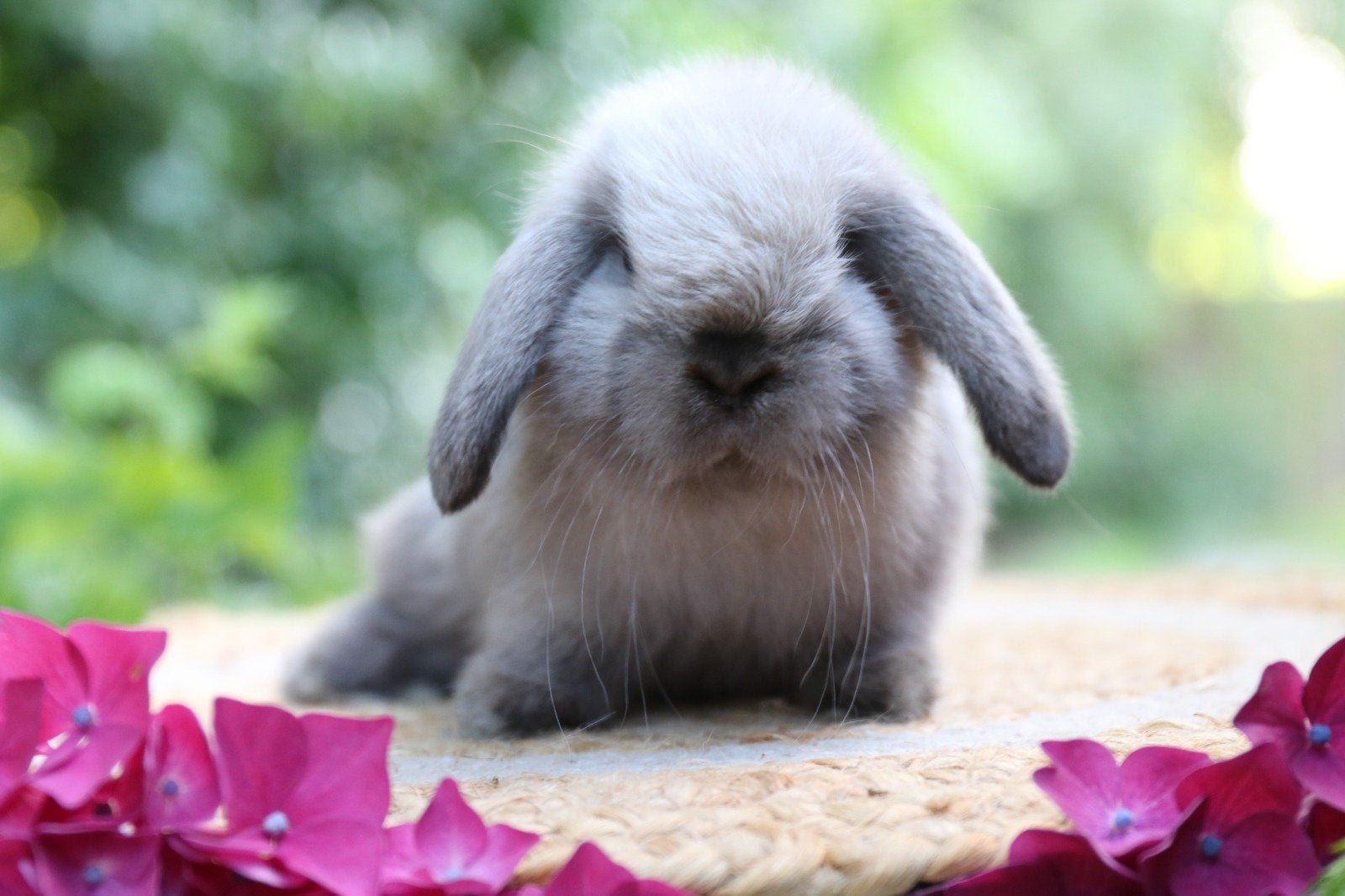 Raszuivere gecastreerde kleine minilop konijnen beschikbaar, Dieren en Toebehoren, Konijnen, Meerdere dieren, Dwerg, Hangoor, 0 tot 2 jaar