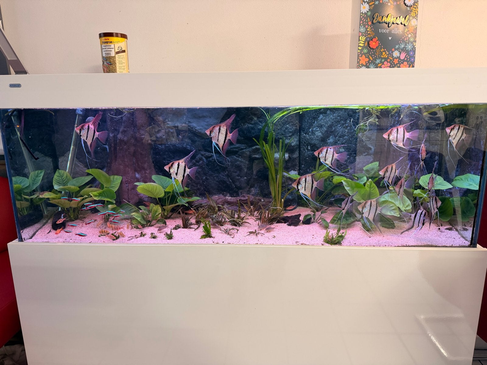 Aqualux aquarium 150  45  60 cm – Complete set, Ophalen, Overige merken, Inclusief vissen, Gevuld zoetwateraquarium