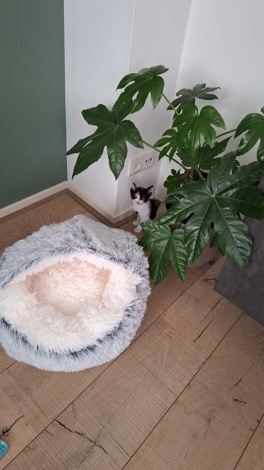 Kattenmand, Dieren en Toebehoren, Kattenmanden, Ophalen
