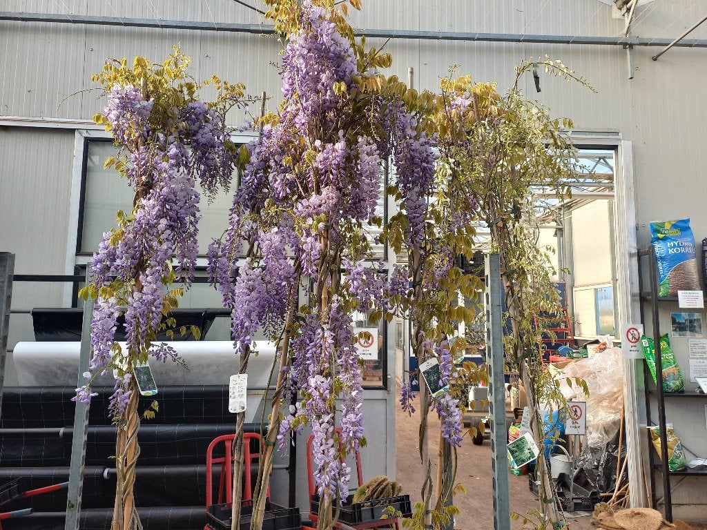 Blauwe regen 140cm hoog €9,95, 2 meter hoog €34,95, Ophalen, Volle zon, Vaste plant, Klimplanten