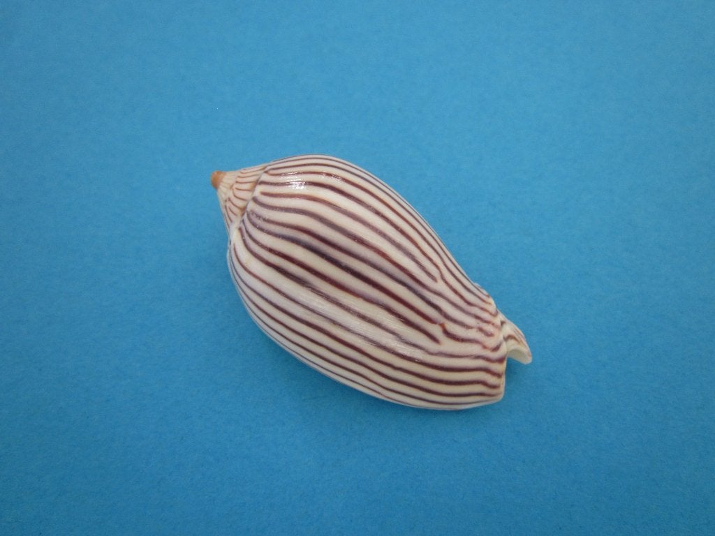 Schelpen: mix 3, Verzamelen, Mineralen en Fossielen, Ophalen of Verzenden, Schelp(en)