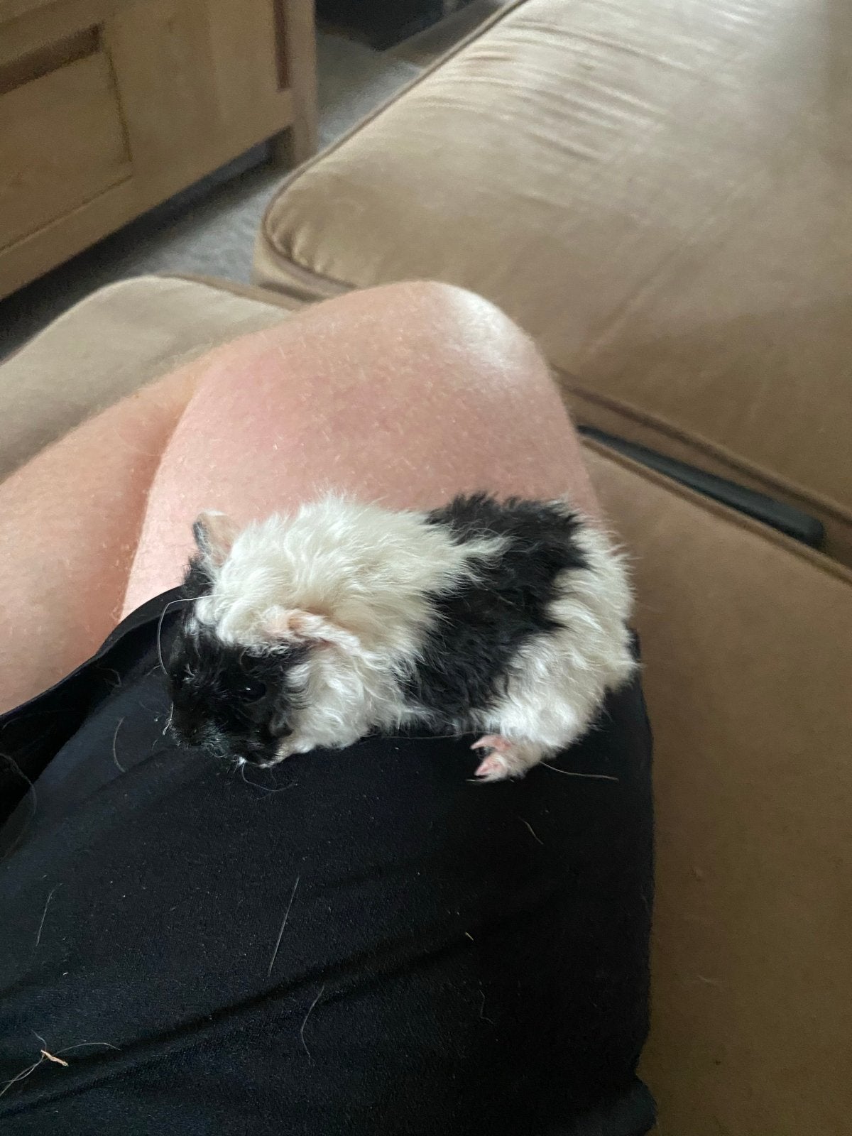 Baby cavia, Dieren en Toebehoren, Knaagdieren, Juli, Mannelijk, Cavia