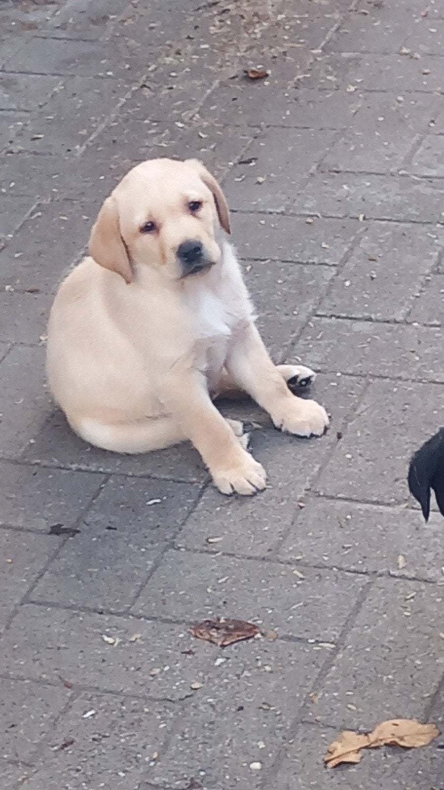 Labrador retriever GROOT SOORT LABRADOR, Parvo, 8 tot 15 weken, Labrador retriever, Meerdere