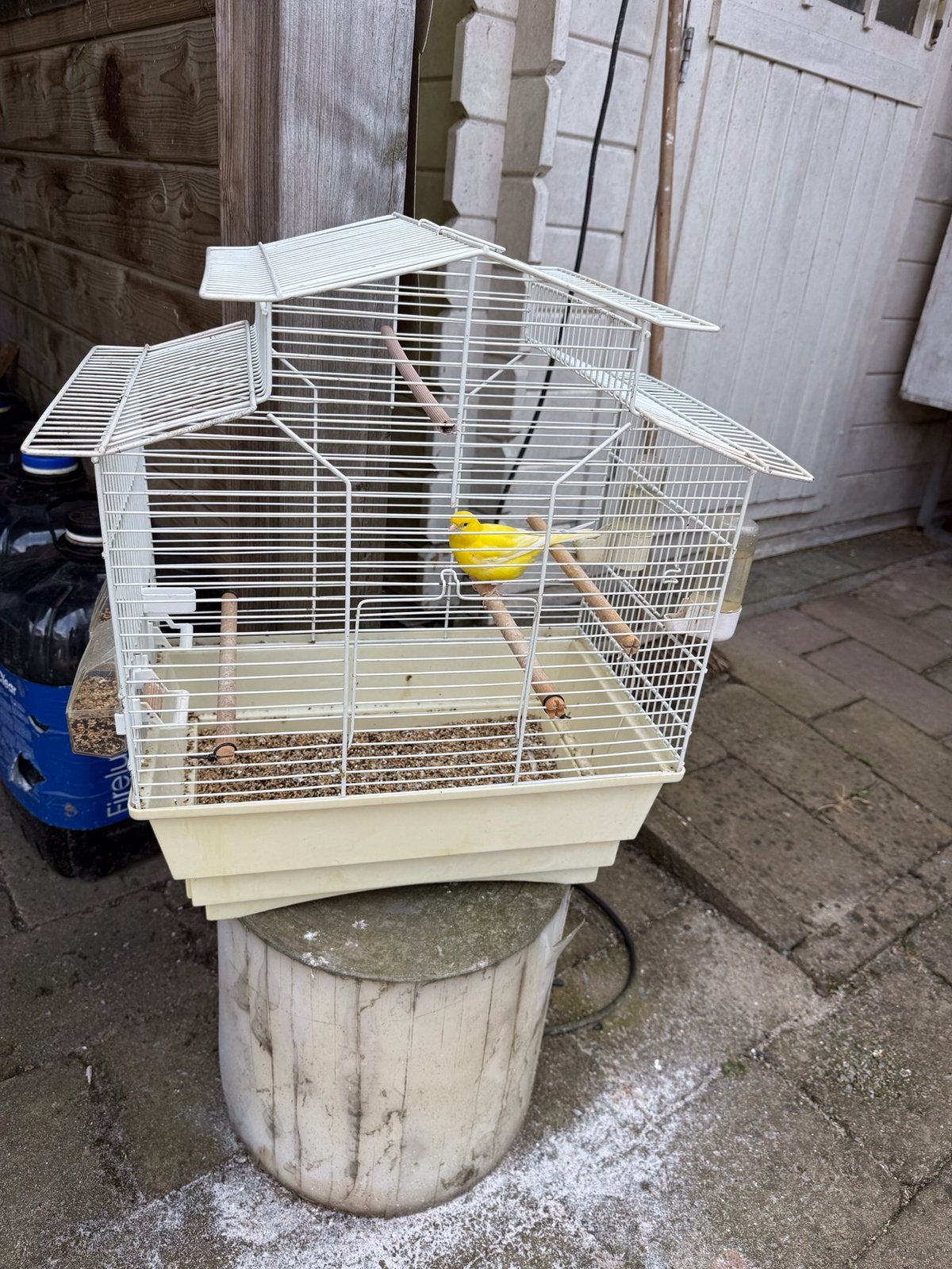Vogelkooi met kanarie