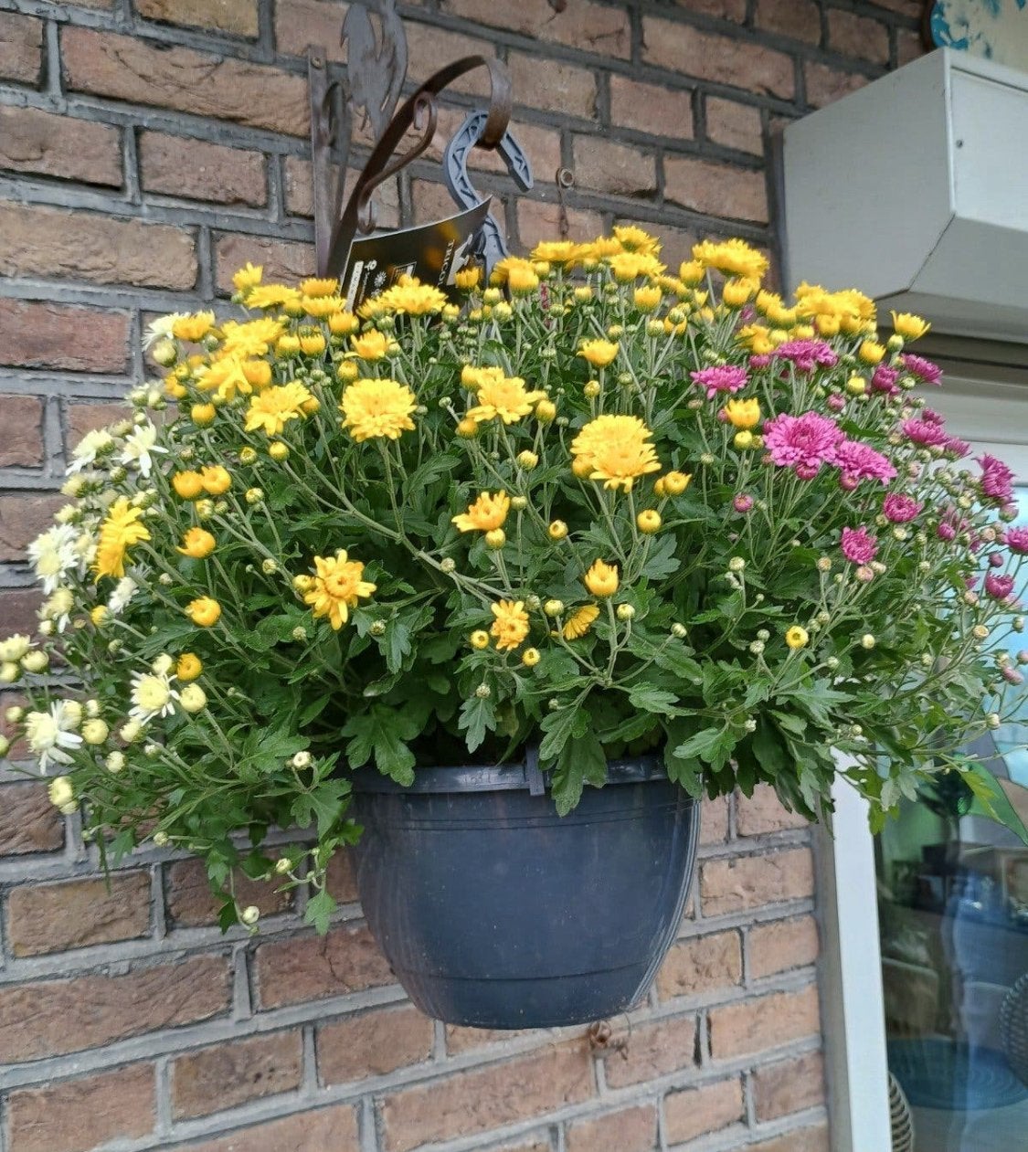 Te koop diverse hangbakken Met 3 verschillende kleuren crys, Ophalen, Overige soorten