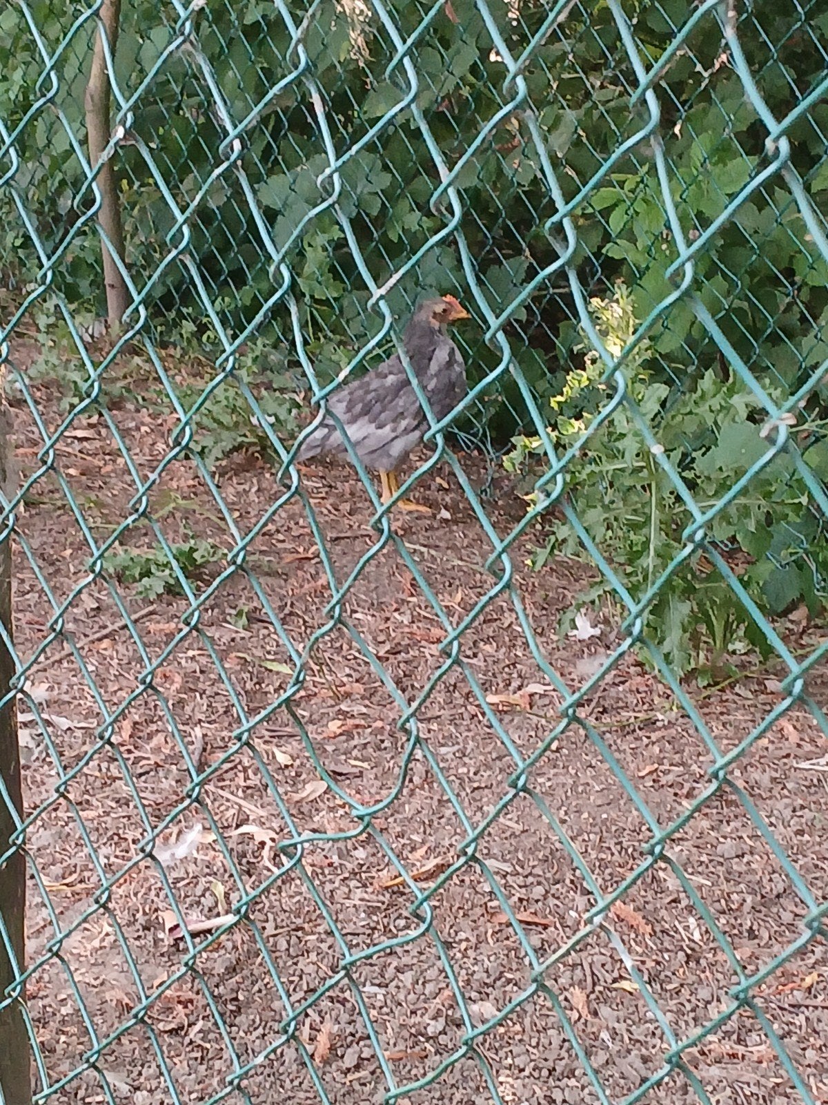 5 mooie gezonde kleurlegger kuikens te koop, Dieren en Toebehoren, Pluimvee, Meerdere dieren, Kip