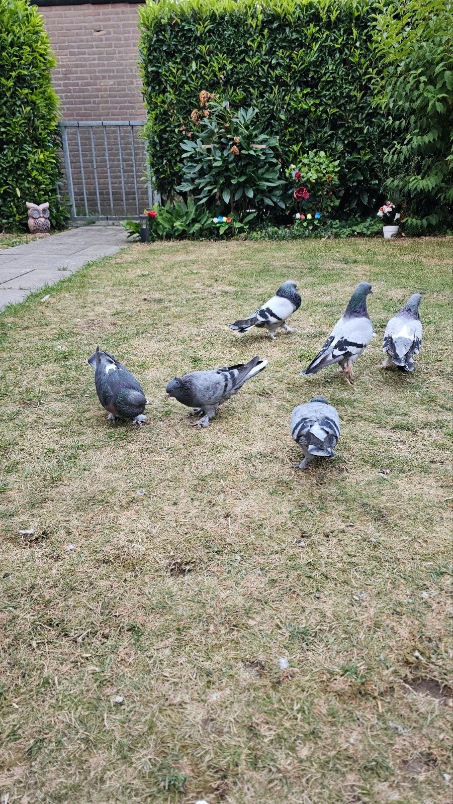 Takla Duiven, Dieren en Toebehoren, Vogels | Duiven