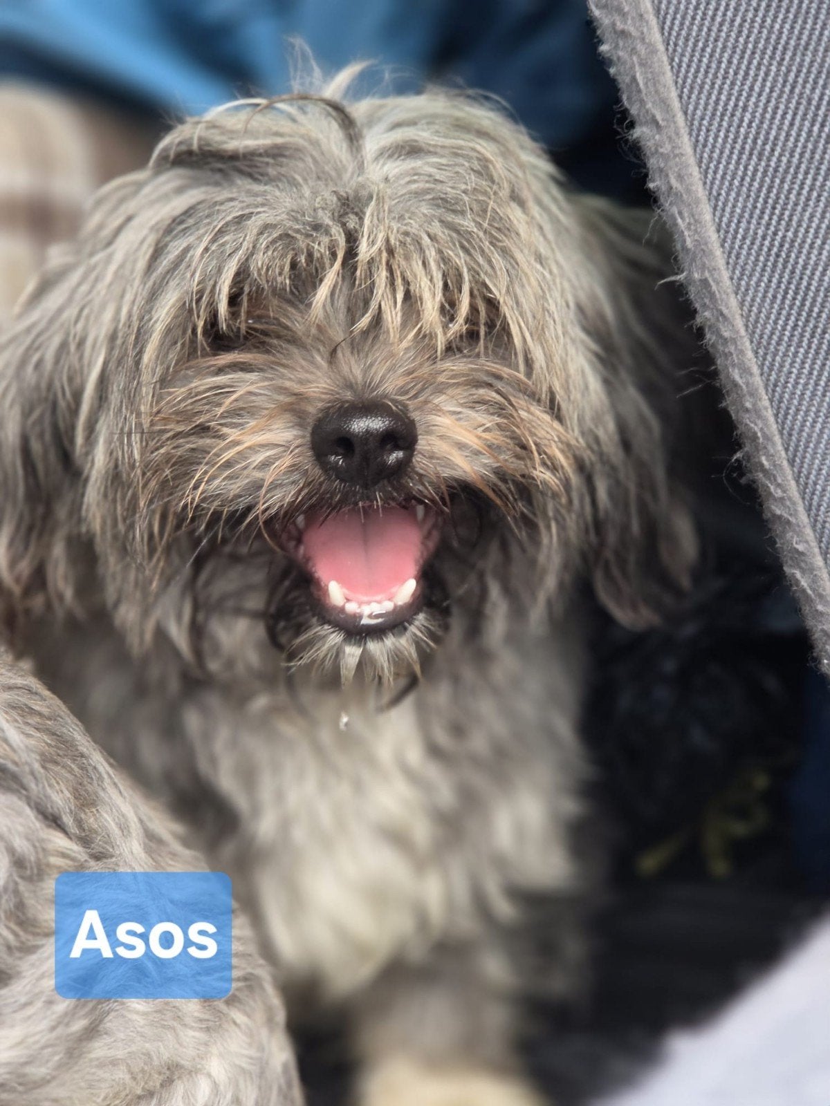 pup Asos zoekt een baasje, Dieren en Toebehoren, 15 weken tot 1 jaar, Buitenland, Eén hond, Klein
