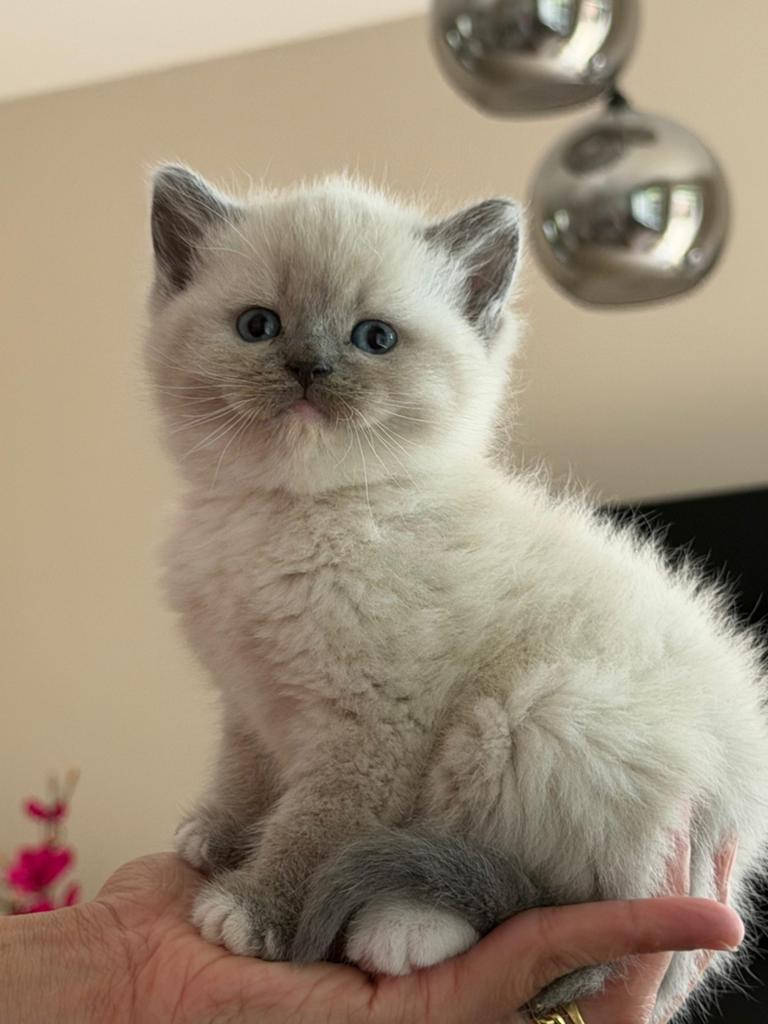 Britse korthaar kittens, Dieren en Toebehoren, Katten en Kittens | Raskatten | Korthaar