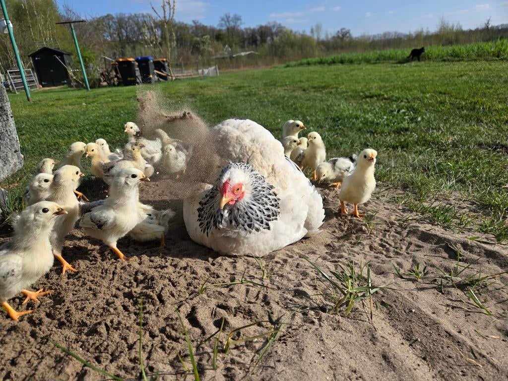 Wyandotte columbia krielhennen, kuikens en broedeieren, Dieren en Toebehoren