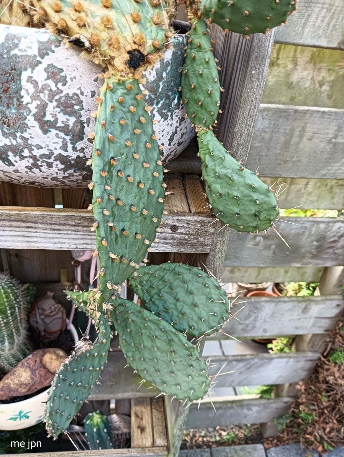cactus gratis., Huis en Inrichting, Ophalen, Cactus, Volle zon, Minder dan 100 cm