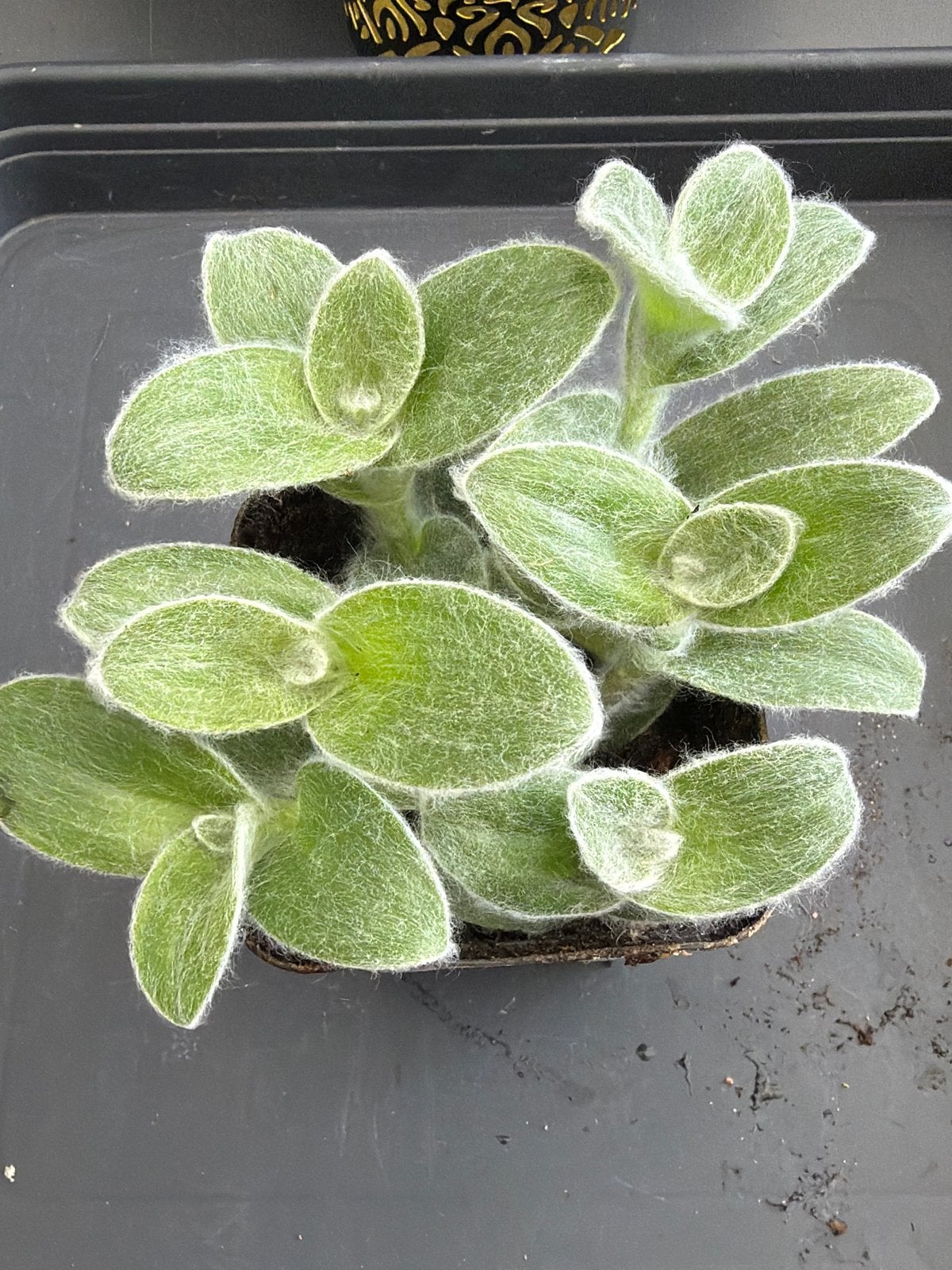 Tradescantia Sillamontana, Ophalen of Verzenden