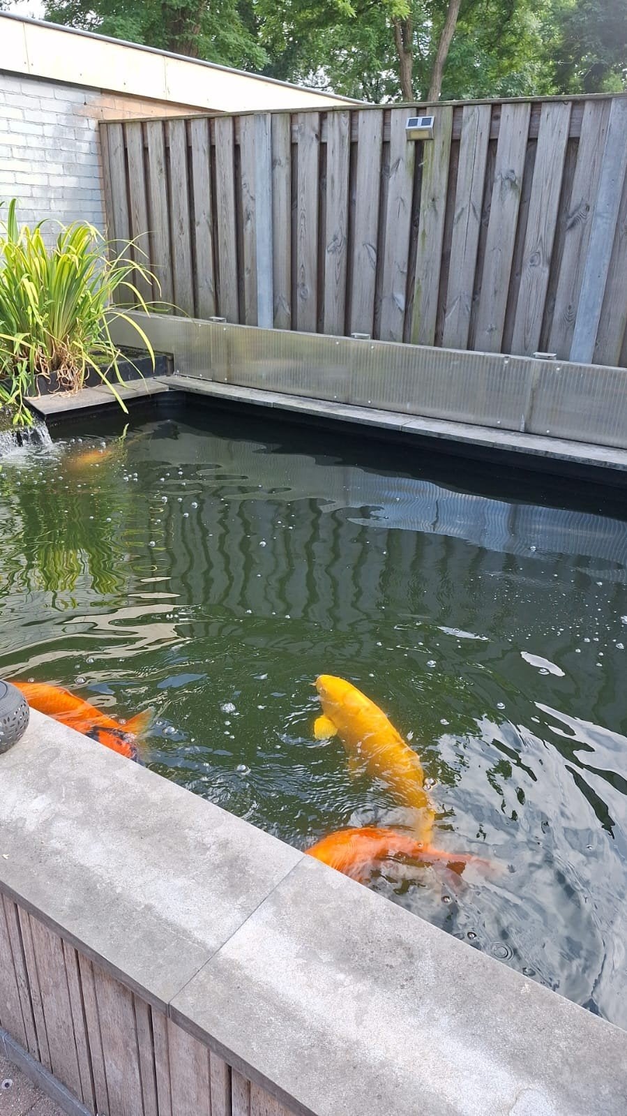 koikarper vijver 4 bij 3 meter inhoud 17kub, Dieren en Toebehoren, Vissen | Vijvervissen, Karper of Koi