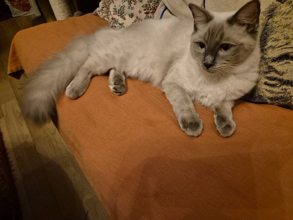 Exclusieve ragdoll kitten met stamboom, Kater, Met stamboom, 0 tot 2 jaar