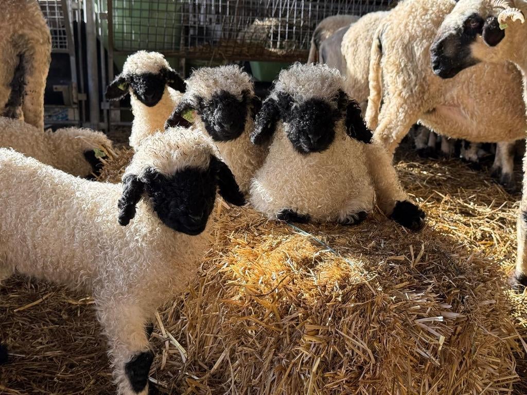 Walliser schwarznase ramlammeren, Dieren en Toebehoren, Mannelijk, Schaap, 0 tot 2 jaar