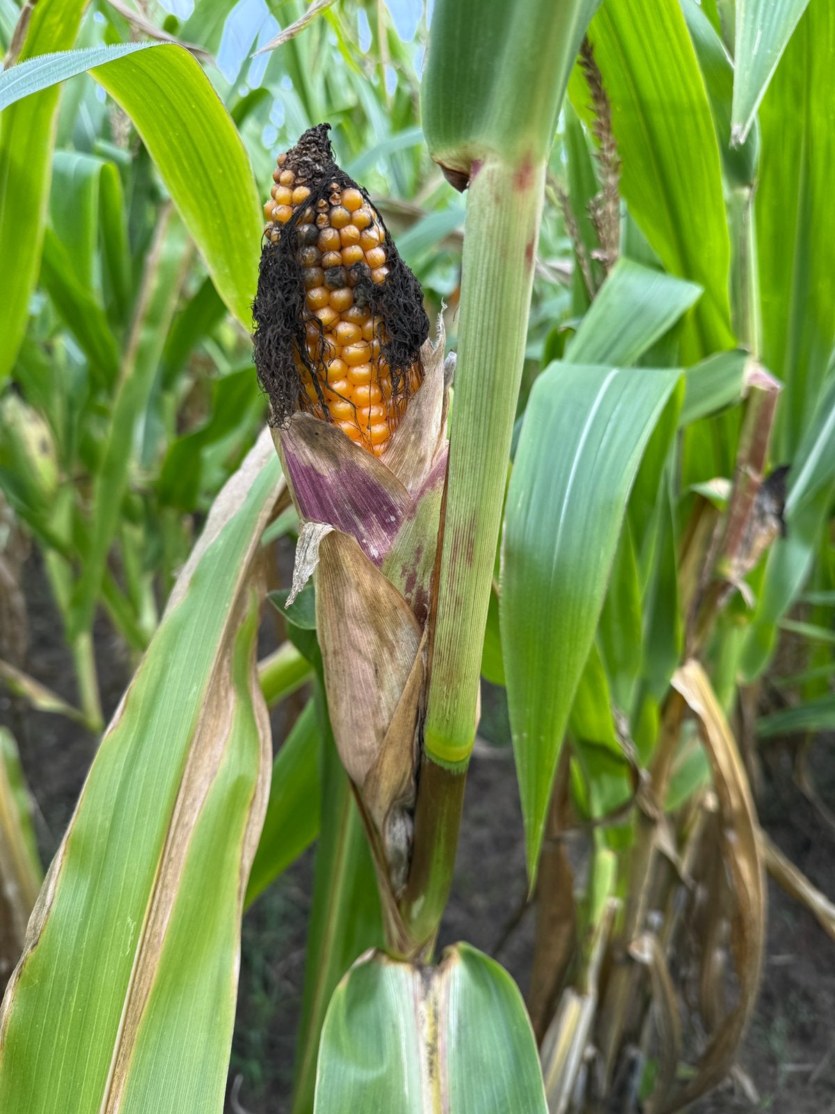 Mais op stam. (7 ha) Dalfsen, Ophalen, Vee
