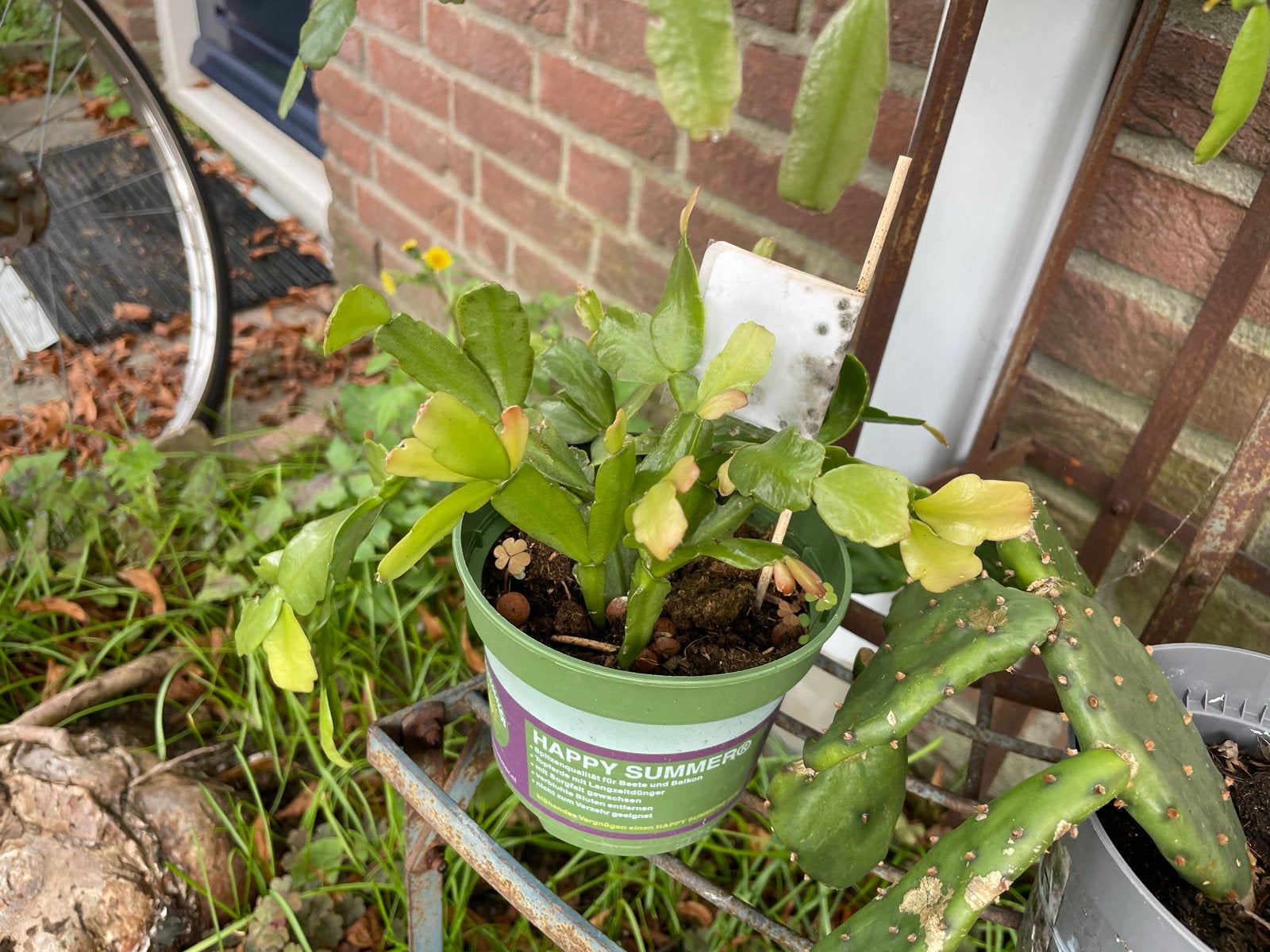 Lidcactus in pot, Ophalen, Overige soorten, Halfschaduw, In pot