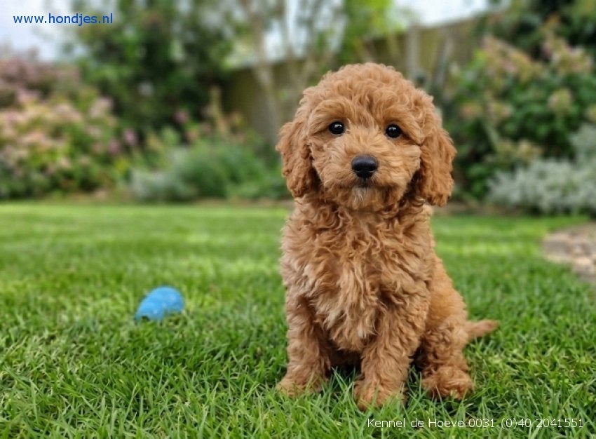 Maltipoo, Boompoo Boomer Bolonka  pups | Kennel de Hoeve, Parvo, Nederland, Overige rassen, 8 tot 15 weken