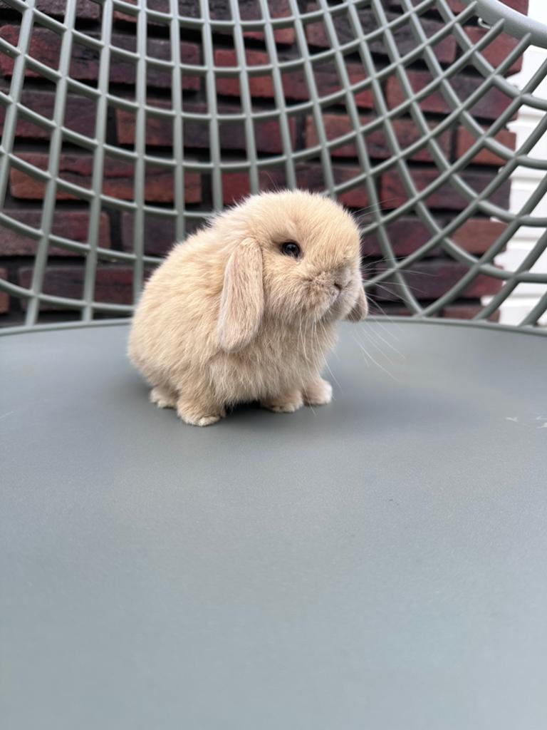 Minilop konijntjes, Dieren en Toebehoren, Konijnen, Meerdere dieren, Klein, Hangoor, 0 tot 2 jaar