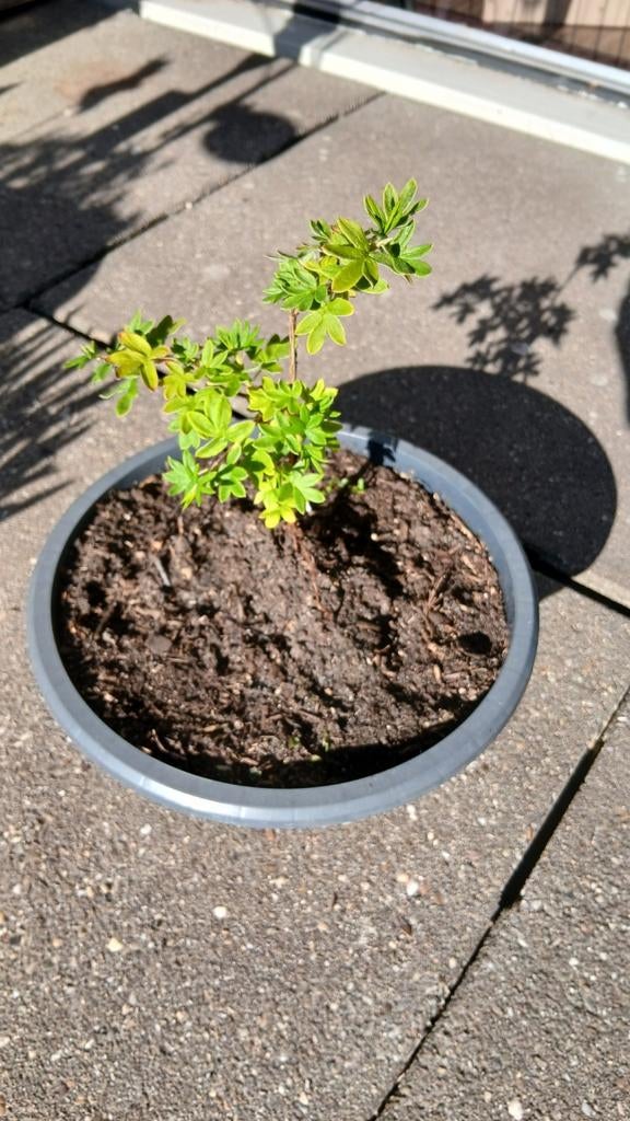 Struikganzerik (Potentilla fruticosa) - Jonge plant, Volle zon, Vaste plant, Zomer, Ophalen
