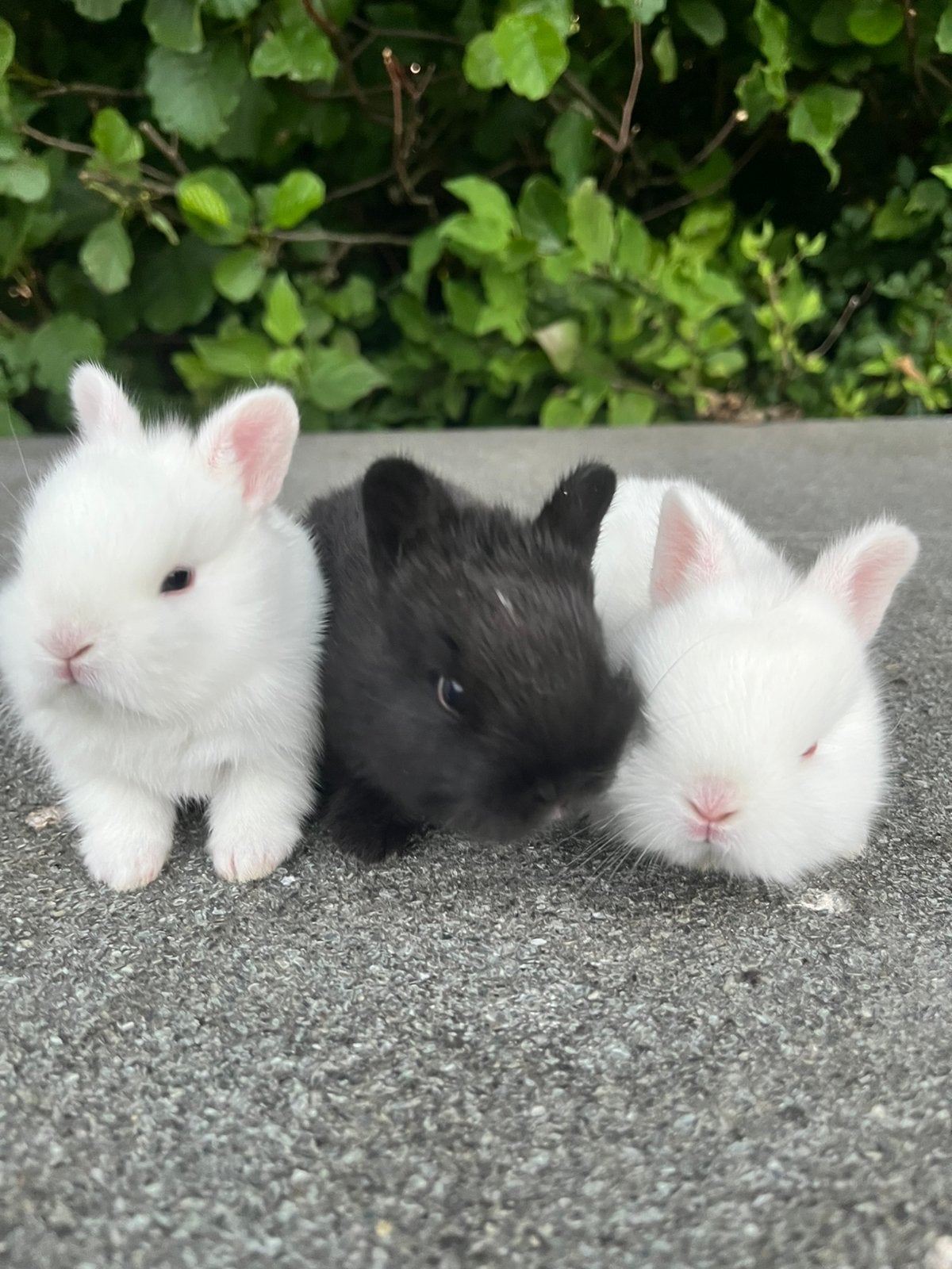 Baby konijnen, Dieren en Toebehoren, Konijnen, Meerdere dieren, Dwerg, 0 tot 2 jaar