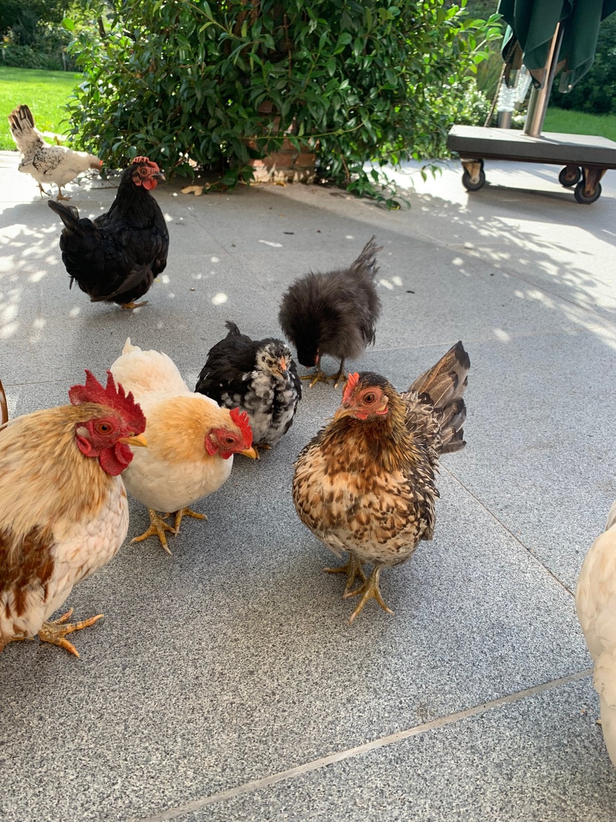 Vele raszuivere serama kipjes te koop vanaf 20euro, Meerdere dieren, Kip