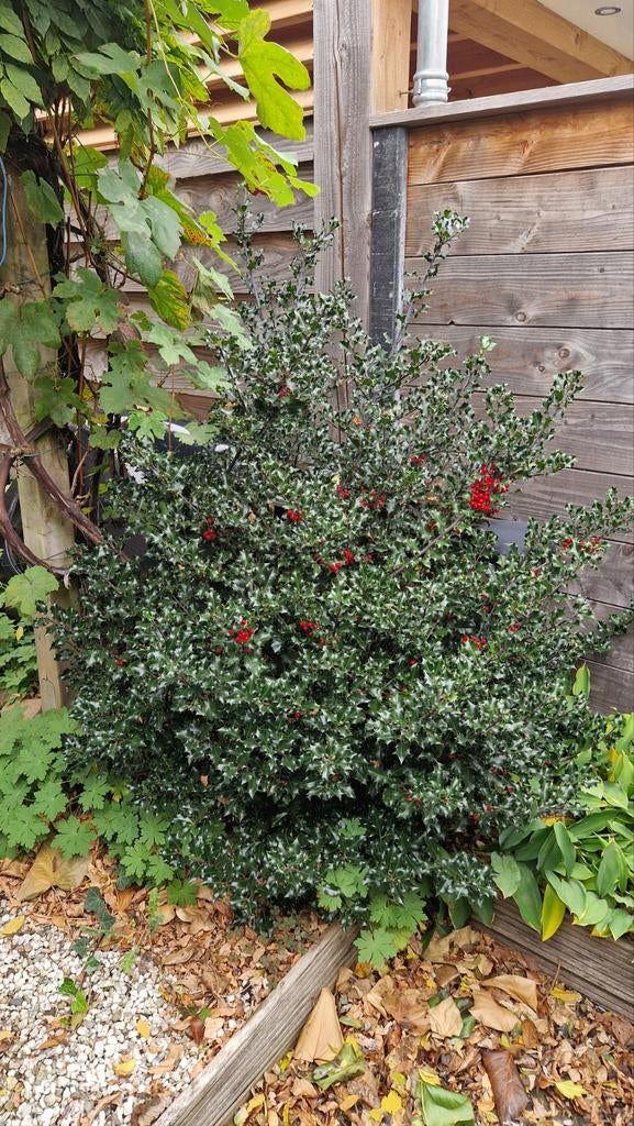 Hulst struik, Ophalen, Halfschaduw, Overige soorten, 100 tot 250 cm