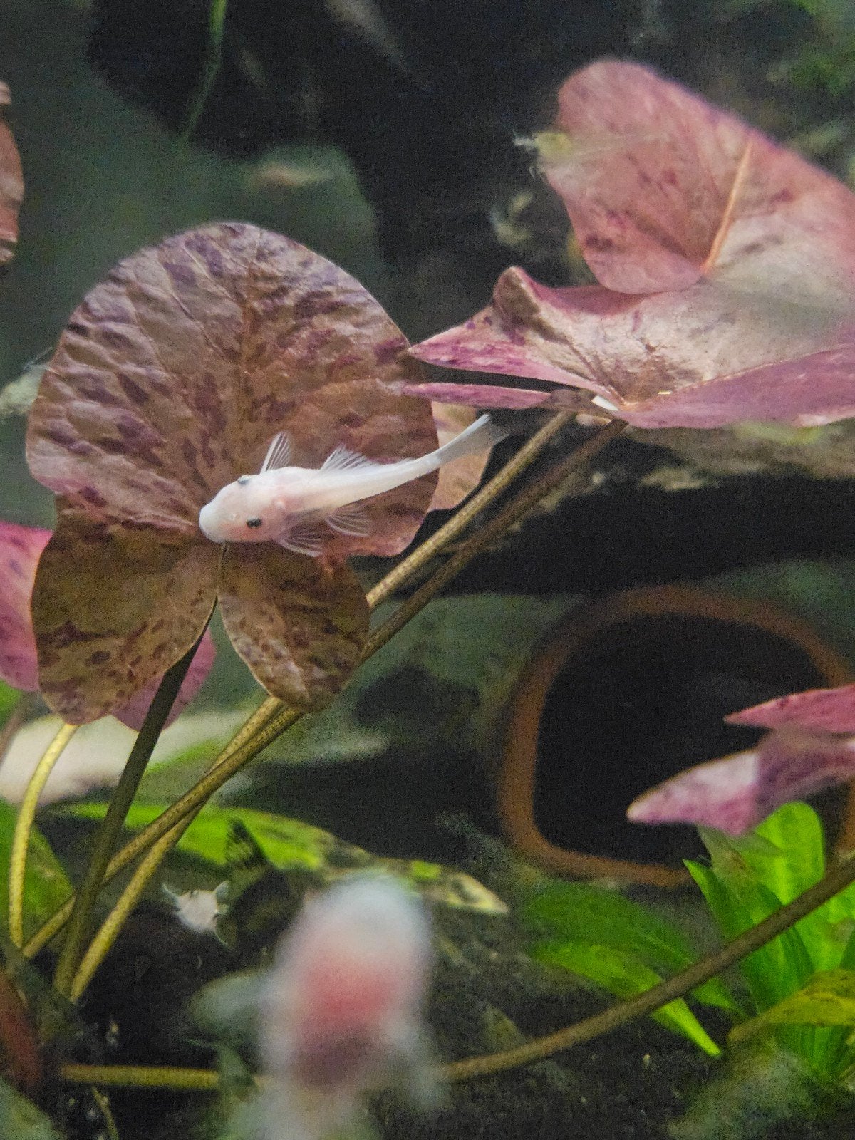 Ancistrus L144 Snow White, Vis