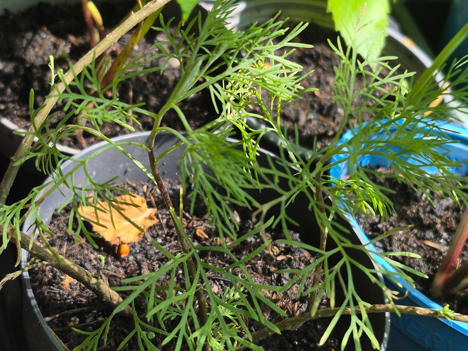 Cola plantje in pot - Heerlijk geurende kruidenplant, Ophalen