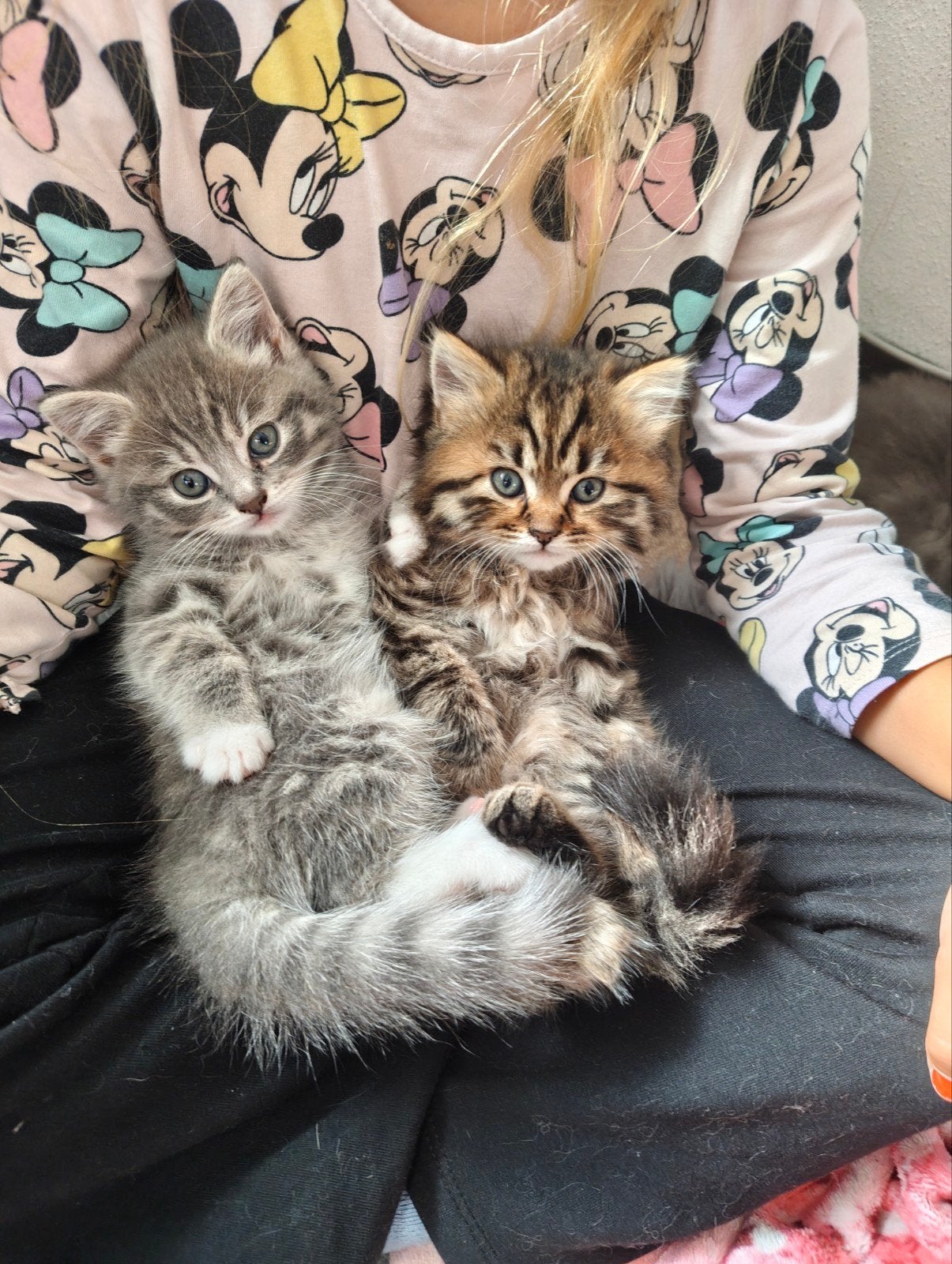 Ragdoll X Maincoon kittens, Meerdere dieren, Ontwormd, 0 tot 2 jaar