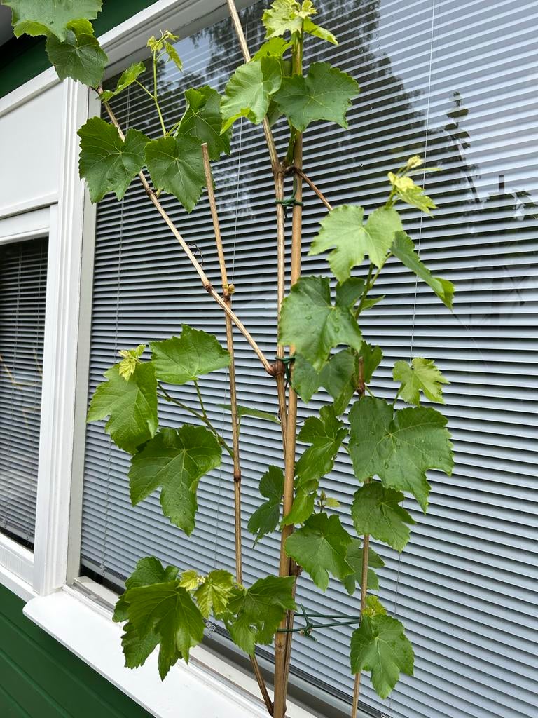 Pitloze Witte Druif (Vitis vinifera) - 180-200 cm, Tuin en Terras, Planten | Tuinplanten, Vaste plant, Fruitplanten, Volle zon